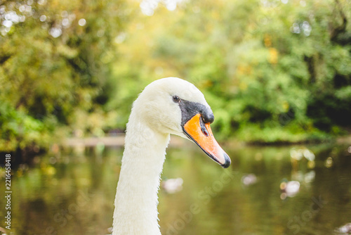 Close Up Portrait of Mute Swan Head