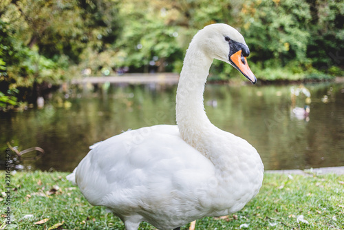 Mute Swan Standing on Grass Near Park Lake