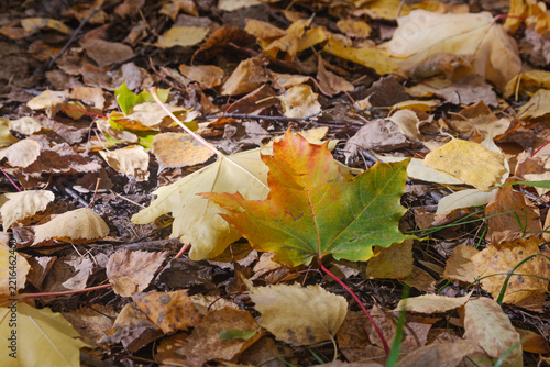Multicolor autumn maple leaf showing transition from green to orange on a bed of dry foliage.
