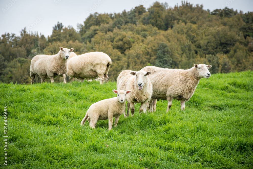 Fototapeta premium flock of sheep and lambs in green pasture