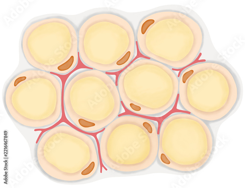 Adipose tissue structure vector illustration
