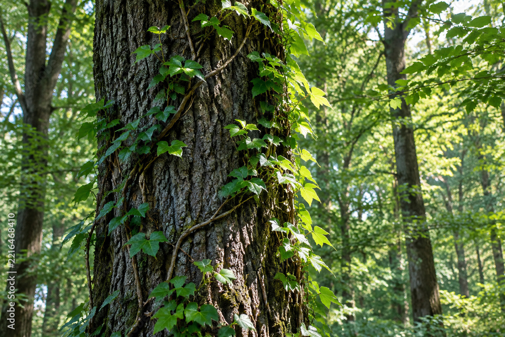Obraz premium Delicate vines winding up the trunk of a tall oak tree, detailed bark and leaves.