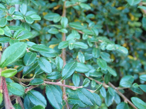 detail of green tree branch