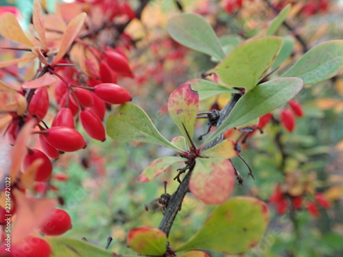 red berry on a green tree branch in autumn