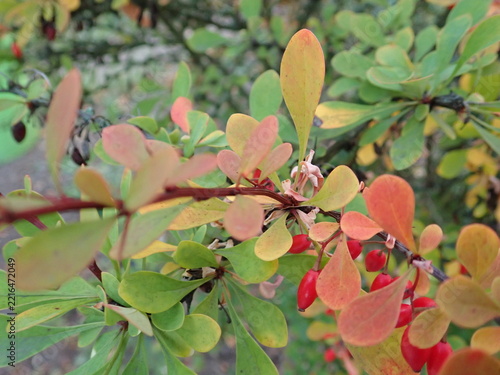 red berry on a green tree branch in autumn