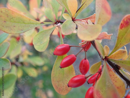 red berry on a green tree branch in autumn