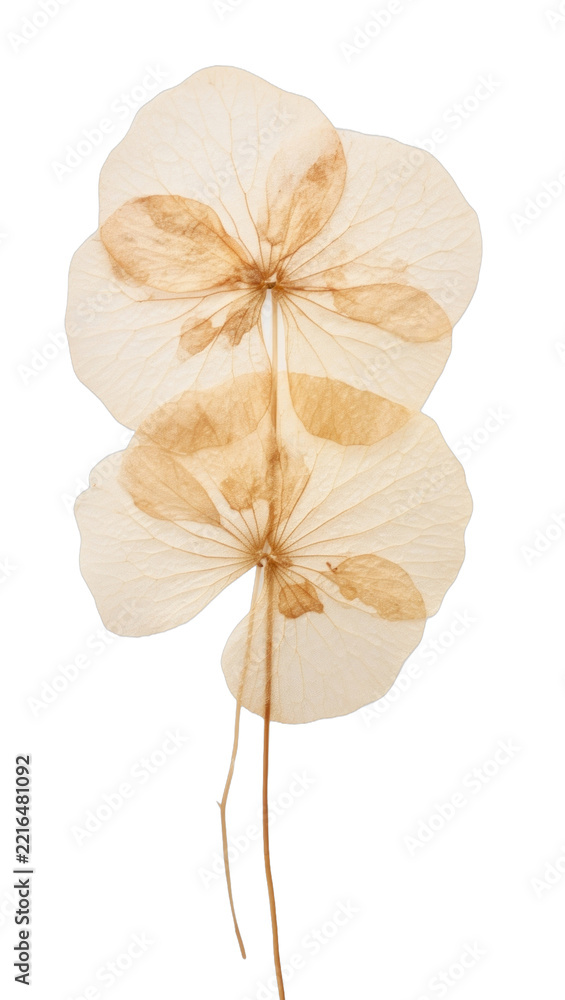 Fototapeta premium PNG Real pressed hydrangea flower plant illustrated chandelier.
