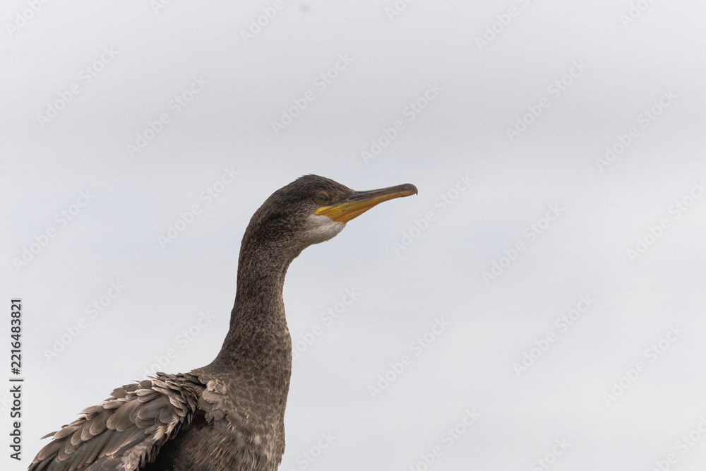 Fototapeta premium Close-up of a cormorant perched, showing detailed feathers, sharp beak, and striking eyes in natural habitat