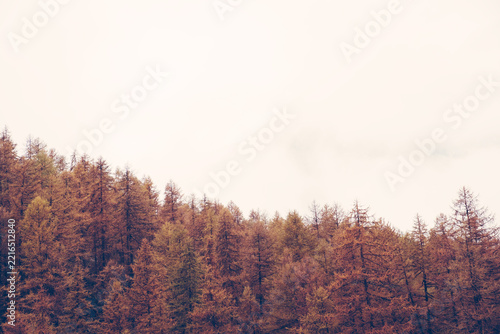 Autumn landscape with colorful treetops surrounded by white fog. Misty forest. Natural texture for background.
