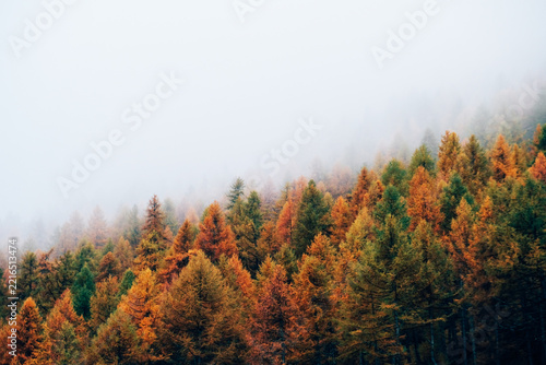Nature background with colorful autumn forest surrounded by white haze in the Alps. Mountain landscape.