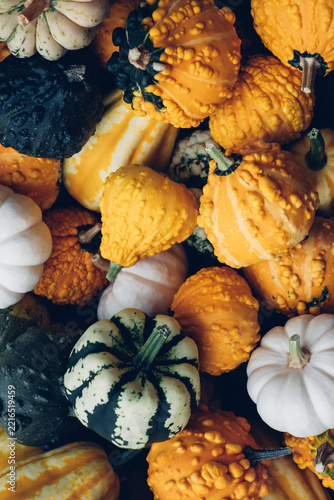 A lot of cute colorful mini pumpkins and gourds for Halloween and Thanksgiving celebration. Autumn texture for background.