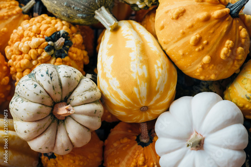 A lot of cute colorful mini pumpkins and gourds for Halloween and Thanksgiving celebration. Autumn texture for background.