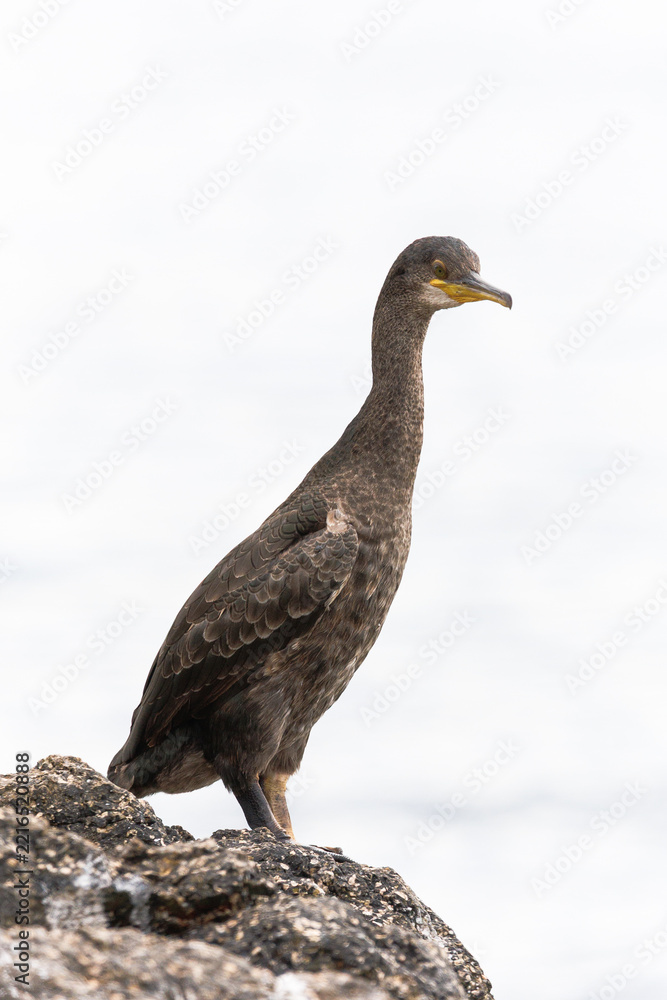 Fototapeta premium Close-up of a cormorant perched, showing detailed feathers, sharp beak, and striking eyes in natural habitat
