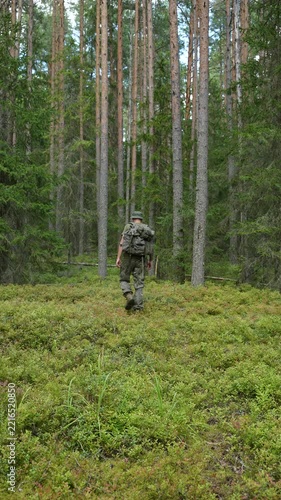 Man with backpack walking through blueberry bushes into a pine forest