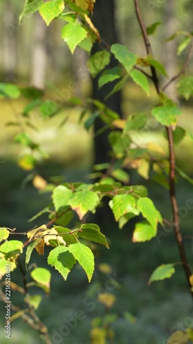 Birch leaves turning yellow swaying in the wind, close-up