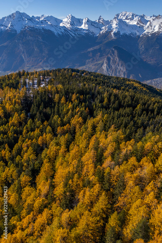 Aerial view of colorful golden larch forest in autumn with snow-capped mountain range in Valais, Switzerland
