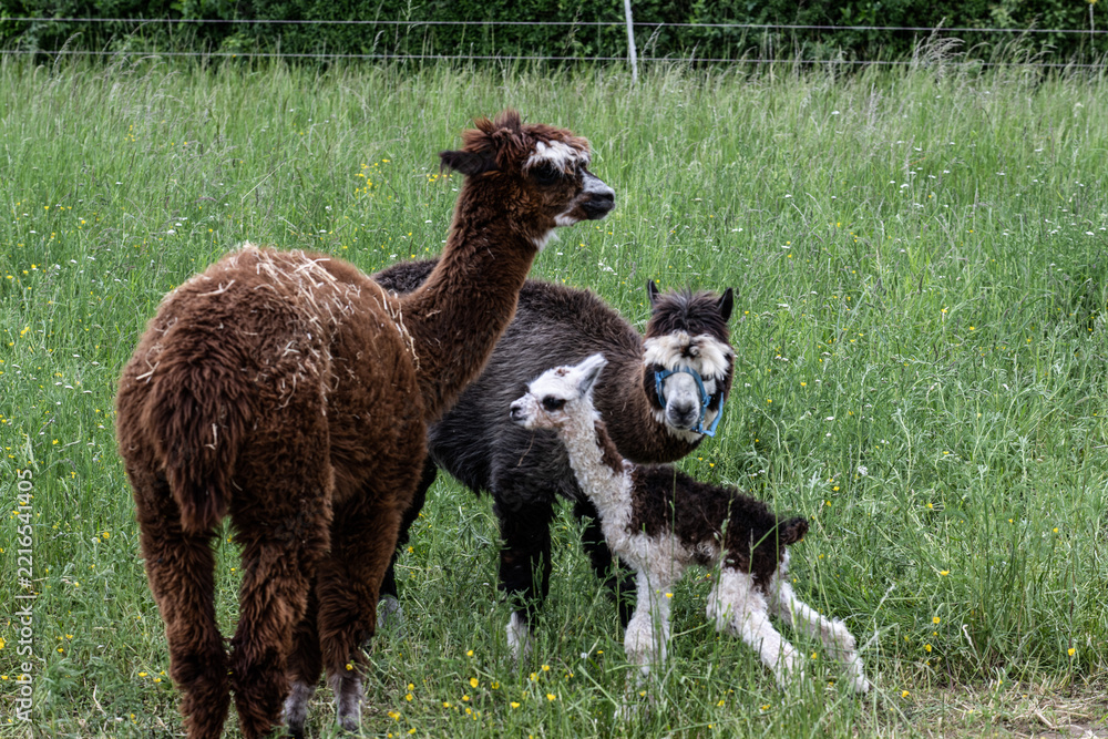 Fototapeta premium alpaka tier natur lama familie