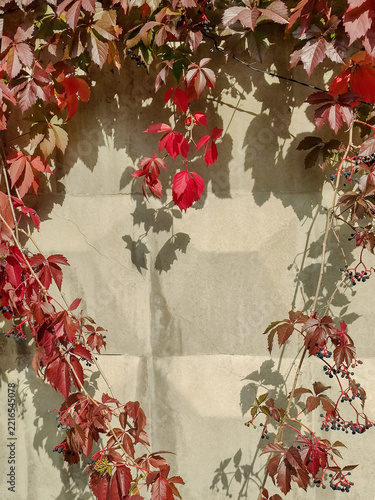 Nature frame made of vibrant crimson and red leaves of Virginia creeper vine (Parthenocissus). Vertical greenery for fences, walls, and gazebos. Abstract background, autumn design. Copy space.