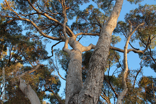 gum trees in a forest at rottnest island in australia 