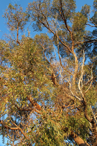 gum trees in a forest at rottnest island in australia 