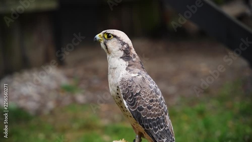 Close up shot of a wild white headed eagle sea eagle outdoors.