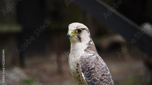 Close up shot of a wild white headed eagle sea eagle outdoors.