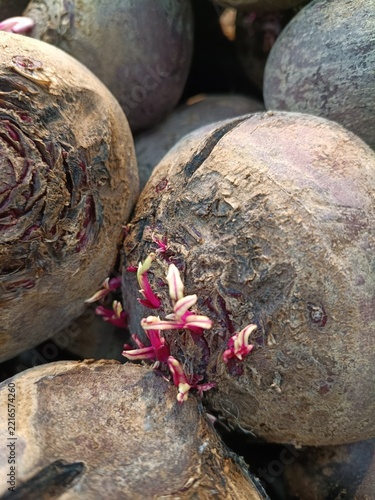 Sprouted red beetroot roots with fresh pink shoots close up – photo for agriculture educational articles, farming blog posts, and vegetable gardening guides.