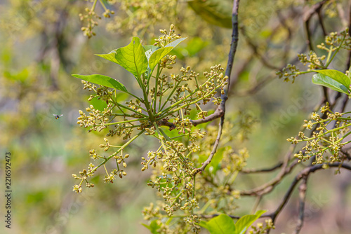Avocado (Persea americana) flowers bloom in large clusters on tree branch