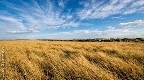 Vast golden savanna grassland under a bright blue sky with wispy clouds and a distant line of trees