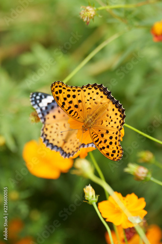 Male and female Indian fritillary butterflies on orange cosmos flowers