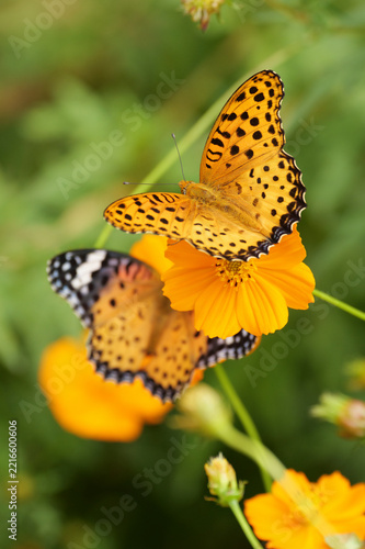 Pair of Indian fritillary butterflies resting on orange cosmos