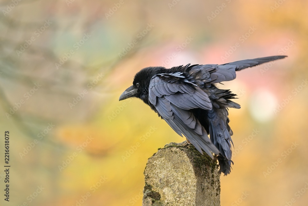 Fototapeta premium A northern raven sits on a stone bollard. A Common raven (Corvus corax) in the nature habitat.