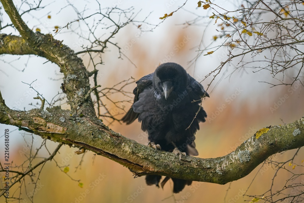Fototapeta premium A northern raven sits on a tree. A Common raven (Corvus corax) in the nature habitat.