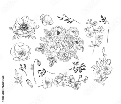 Hand drawn botanical floral collection with detailed flowers, blossoms, buds, leaves and branches, black and white botanical line art isolated on white background