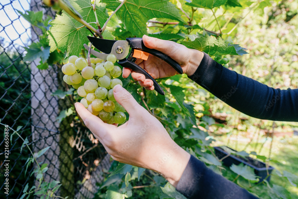 Naklejka premium Woman harvesting ripe green grapes in vineyard with pruning shears