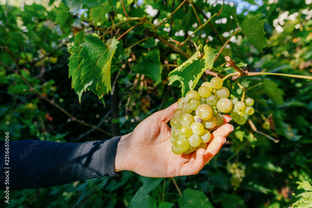 Fototapeta premium Woman holding ripe green grapes in vineyard