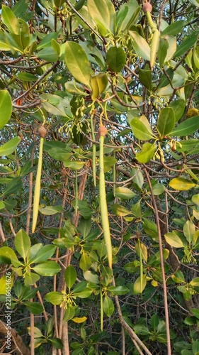 Mangrove Tree Foliage with Long Mangrove Fruit Propagules Hanging in Coastal Forest