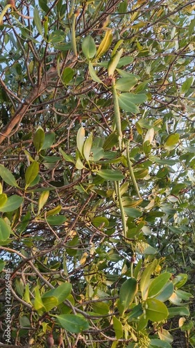 Mangrove Tree Foliage with Long Mangrove Fruit Propagules Hanging in Coastal Forest