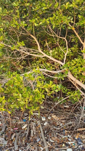 Plastic Waste and Garbage Accumulated Around Mangrove Tree Roots in Coastal Forest.