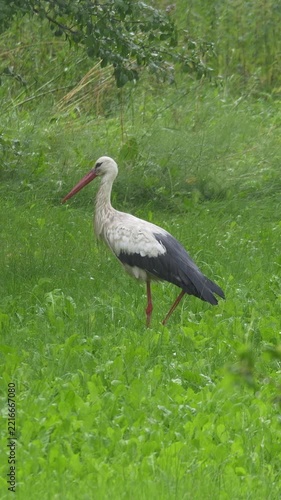 White stork detail shot standing in wet meadow during rain