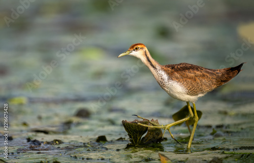Experience the precise movements and golden warm light of marshland avifauna as a wild Pheasant-tailed Jacana walks carefully across floating pond vegetation.