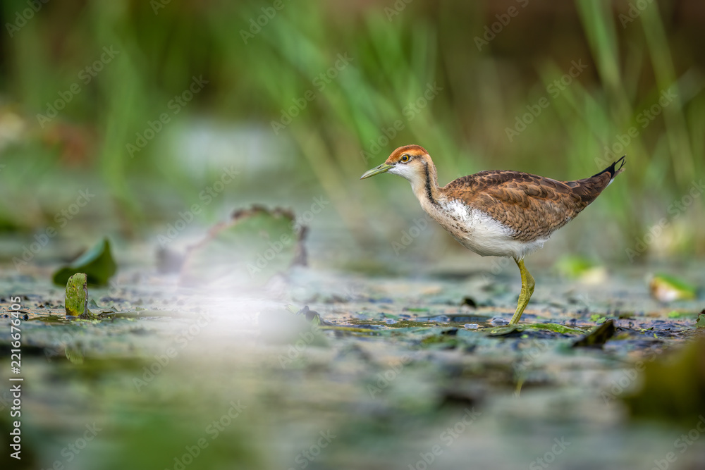 Fototapeta premium Beautiful horizontal composition framing a wild Pheasant-tailed Jacana in active motion across calm, blossom-dappled pond waters.