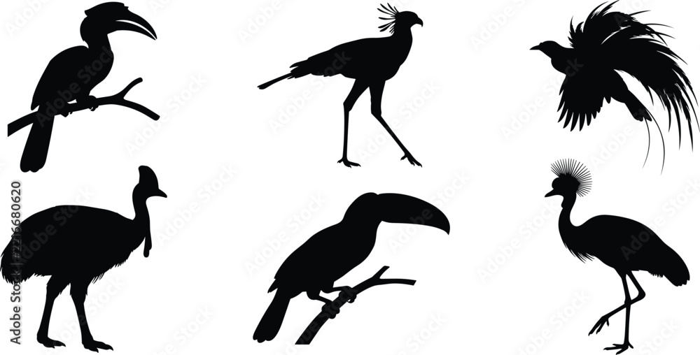 Fototapeta premium Exotic Tropical Bird Silhouette Collection with Toucan Cassowary and Crowned Crane