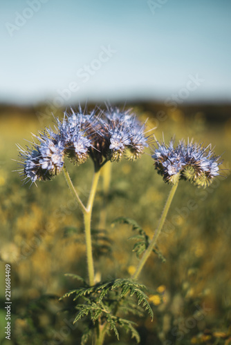 Purple Phacelia Wildflowers in Soft Meadow Light