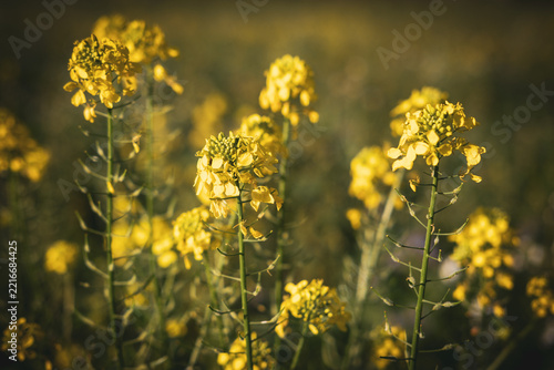 Yellow Wild Mustard Flowers in Soft Golden Meadow Light