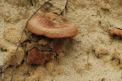 close-up of a mushroom on the sand