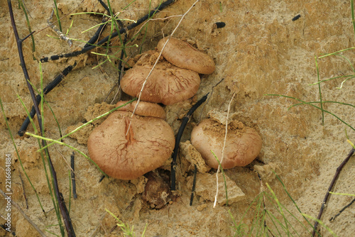 mushrooms on the ground