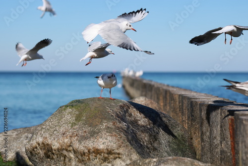 Seagulls flying and perched on coastal rocks beside a wooden breakwater. Wild seabirds over the sea. Marine wildlife and coastal habitat. Bird behavior, nature and conservation