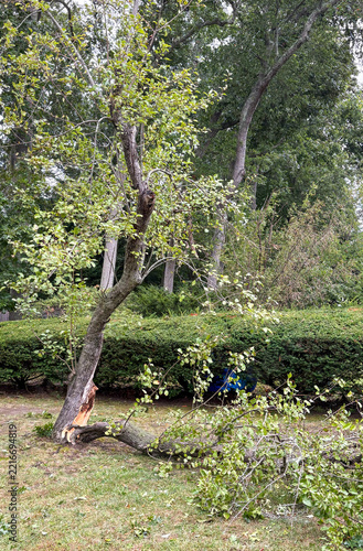 Tree Damaged in Yard With Broken Branches from a Storm