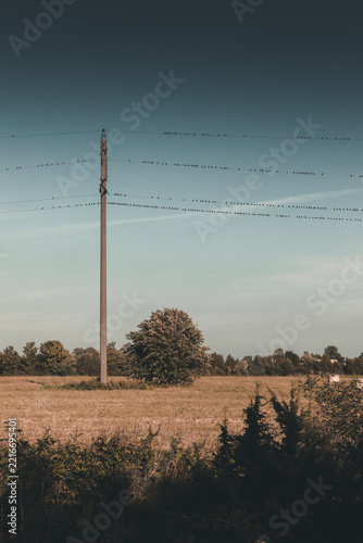 View of a utility pole with many birds perched on the power lines in a rural field in Soru, Hiiu County, Estonia.